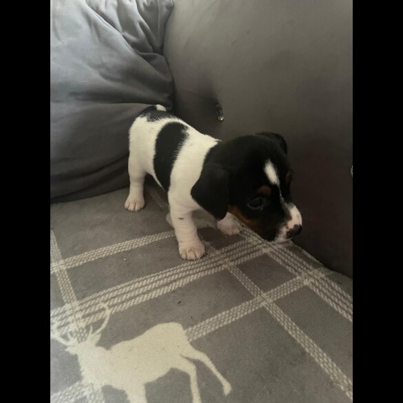 Jack Russell - Both