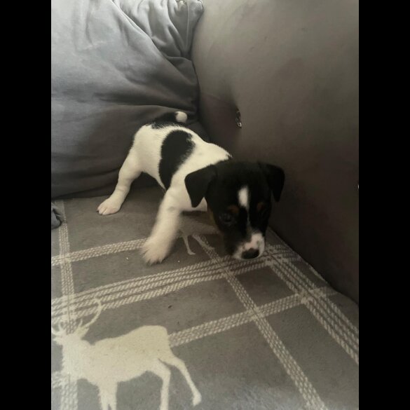 Jack Russell - Both