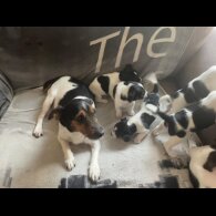 Jack Russell - Both