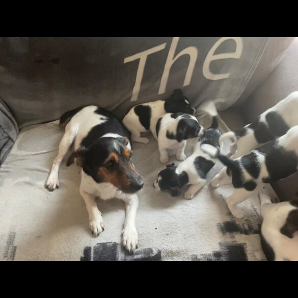 Jack Russell - Both