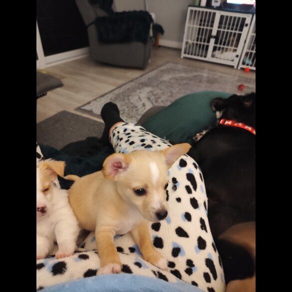 Jack Russell - Dogs