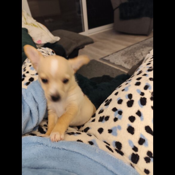 Jack Russell - Dogs
