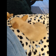 Jack Russell - Dogs