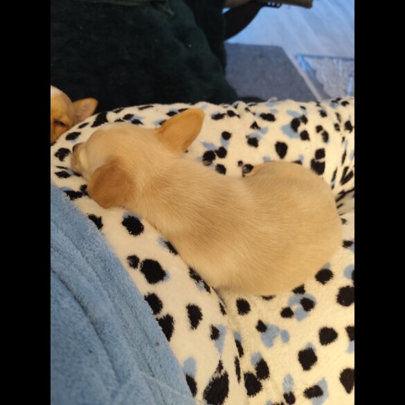 Jack Russell - Dogs