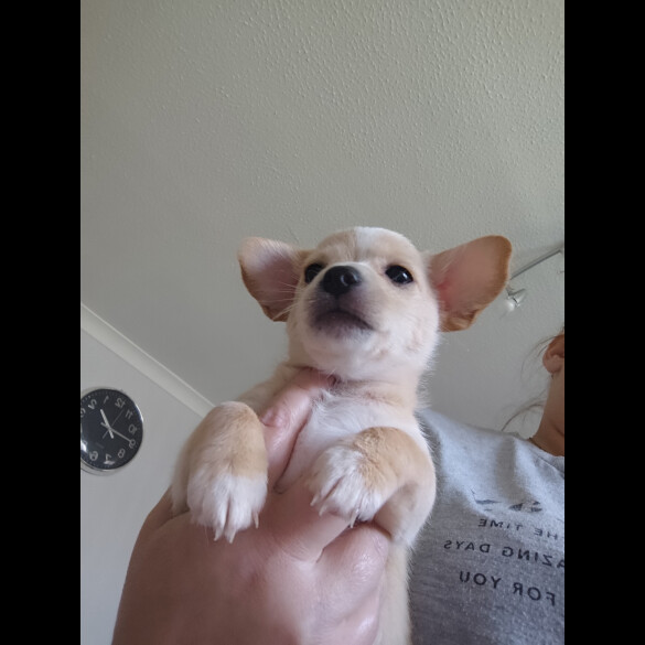 Jack Russell - Dogs