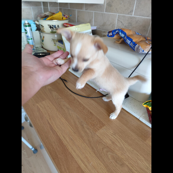 Jack Russell - Dogs