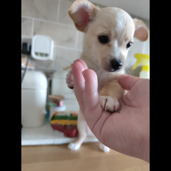 Jack Russell - Dogs