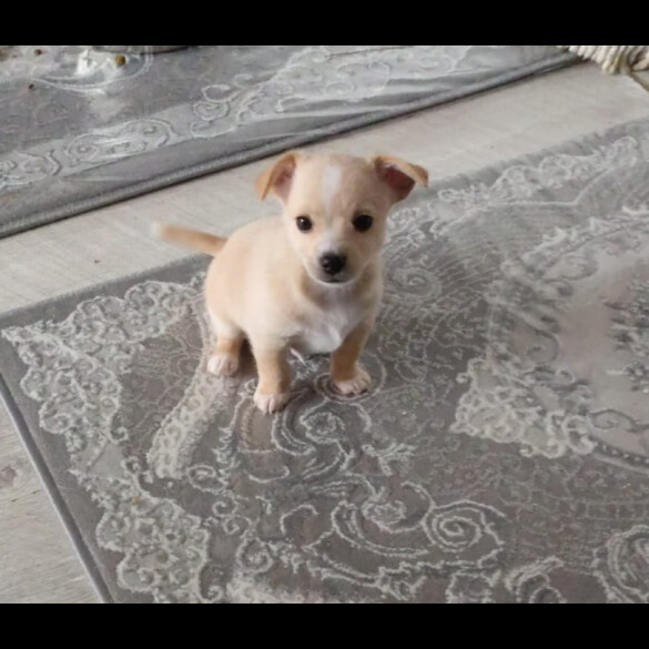 Jack Russell - Dogs