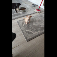 Jack Russell - Dogs