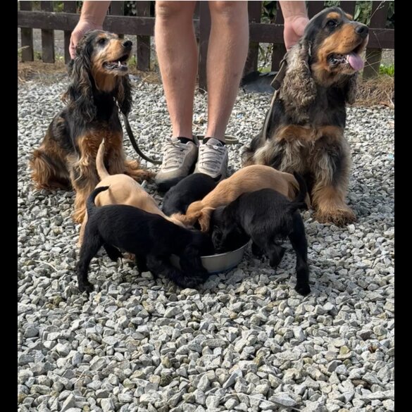 Cocker Spaniel (Working &amp; Show) - Both