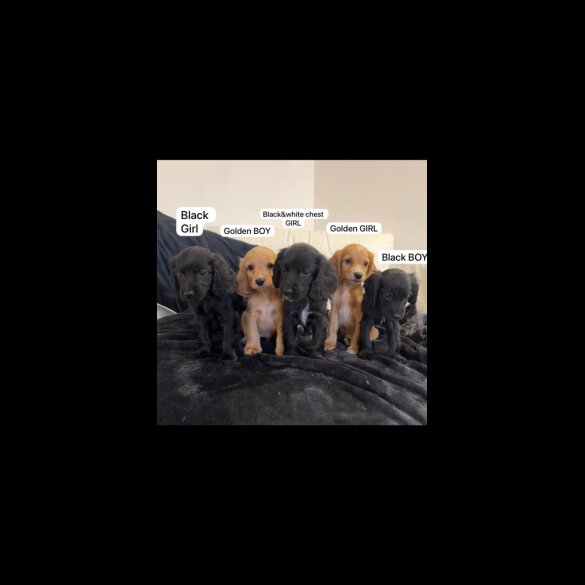 Cocker Spaniel (Working &amp; Show) - Both