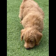 Labradoodle - Bitches