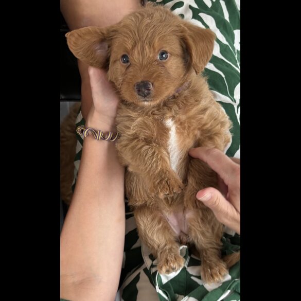 Labradoodle - Bitches