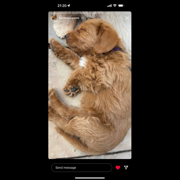 Labradoodle - Bitches