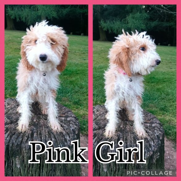Labradoodle - Both