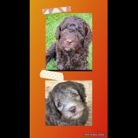 Labradoodle - Both