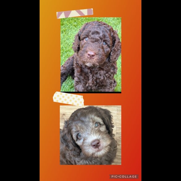 Labradoodle - Both