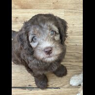 Labradoodle - Both