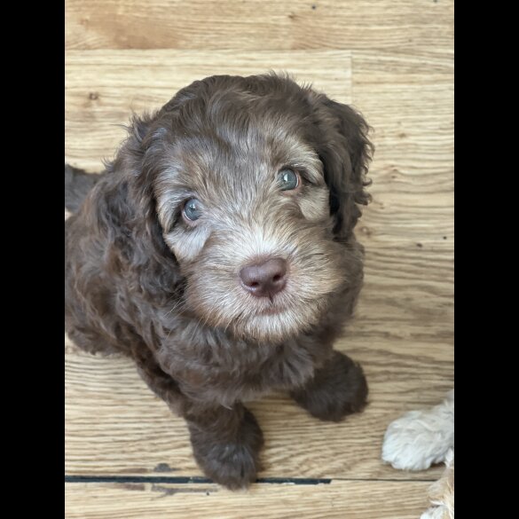 Labradoodle - Both