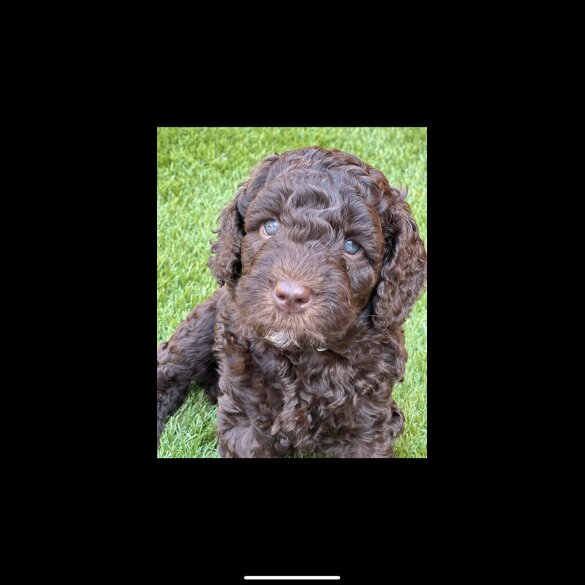Labradoodle - Both