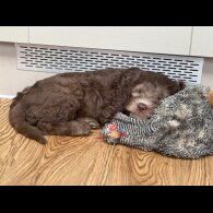 Labradoodle - Both