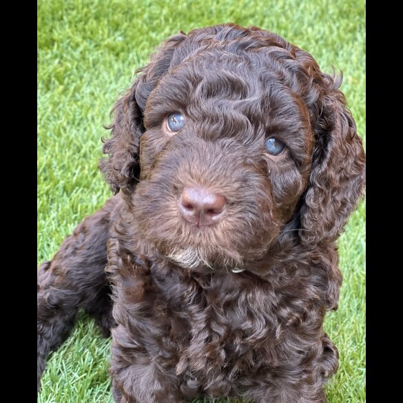 Labradoodle - Both