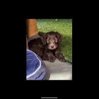 Labradoodle - Both