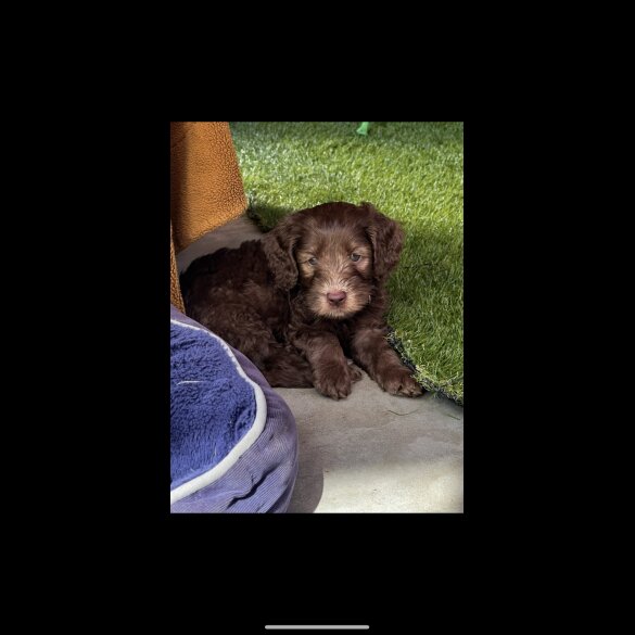 Labradoodle - Both