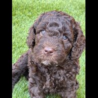 Labradoodle - Both