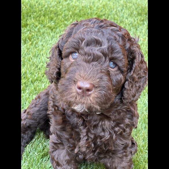 Labradoodle - Both