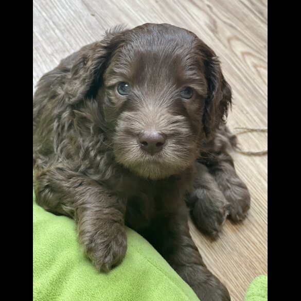 Labradoodle - Both
