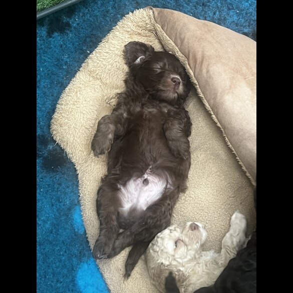 Labradoodle - Both