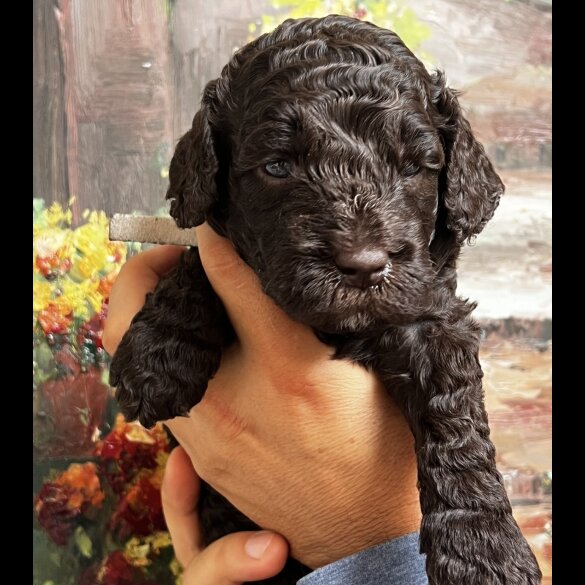 Labradoodle - Both
