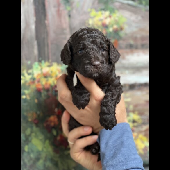 Labradoodle - Both
