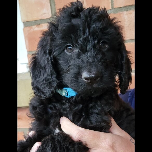 Labradoodle - Both