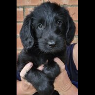 Labradoodle - Both