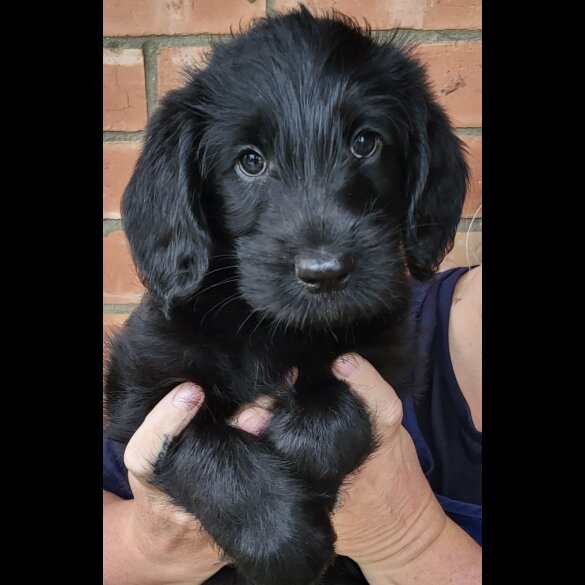 Labradoodle - Both