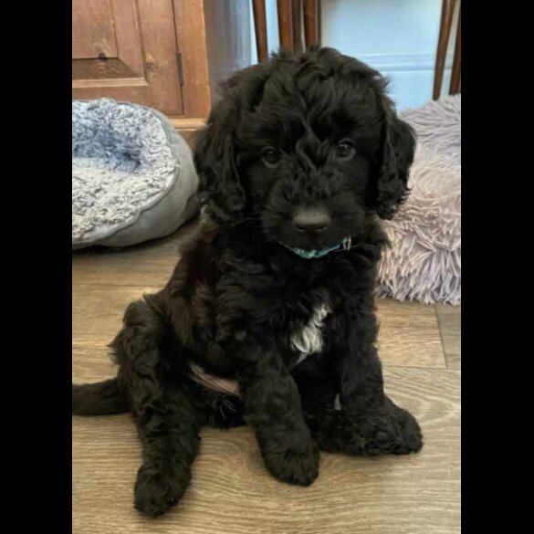 Labradoodle - Both