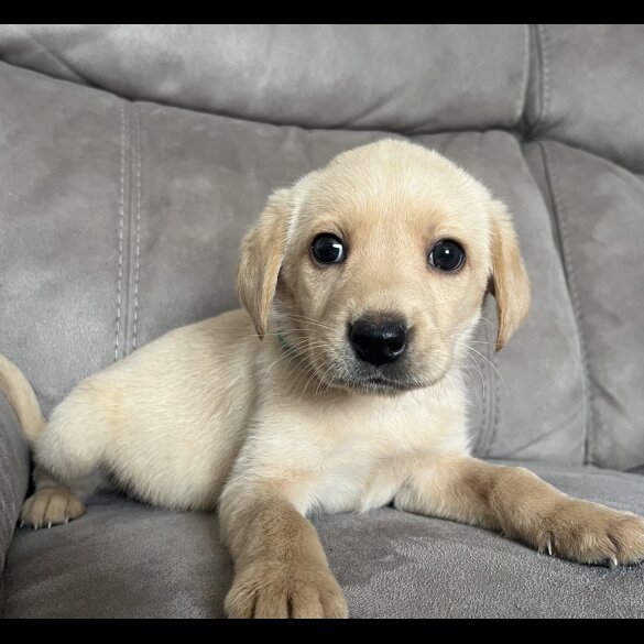 Labrador Retriever - Both