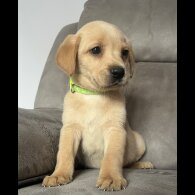 Labrador Retriever - Both