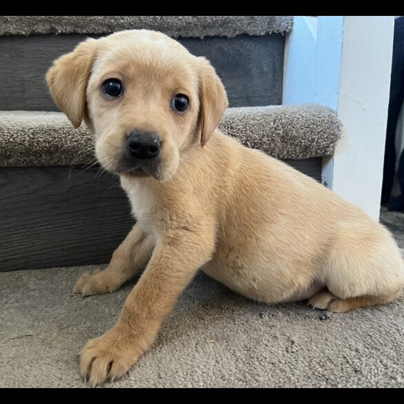 Labrador Retriever - Both