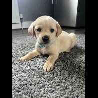 Labrador Retriever - Both