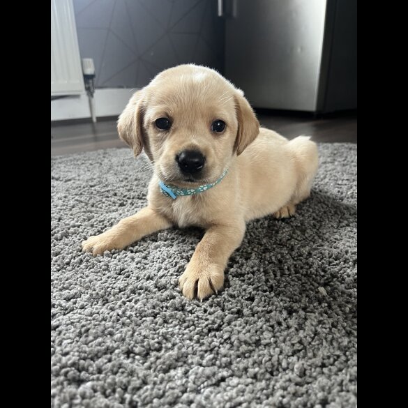 Labrador Retriever - Both