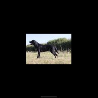 Labrador Retriever - Both