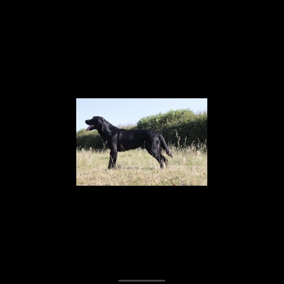 Labrador Retriever - Both