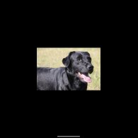 Labrador Retriever - Both