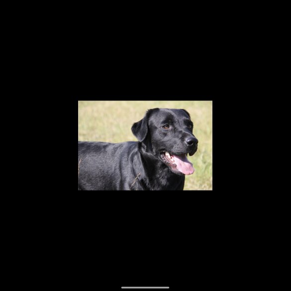 Labrador Retriever - Both