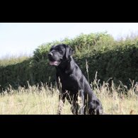 Labrador Retriever - Both