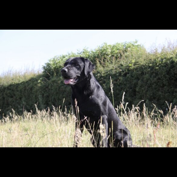 Labrador Retriever - Both