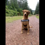 Labrador Retriever - Both